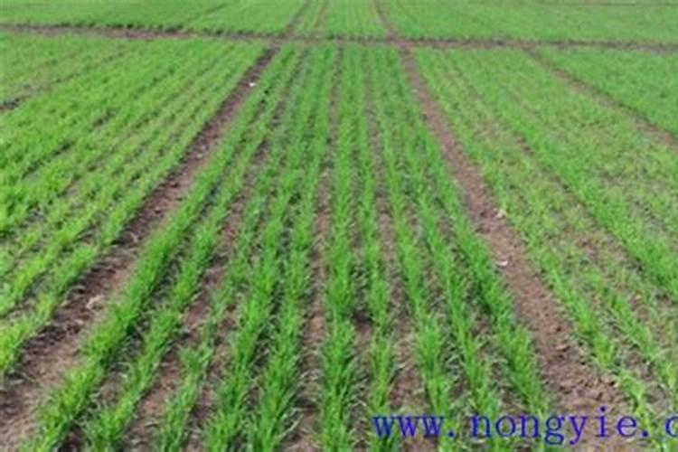 小麦后期喷什么微肥增产增重？