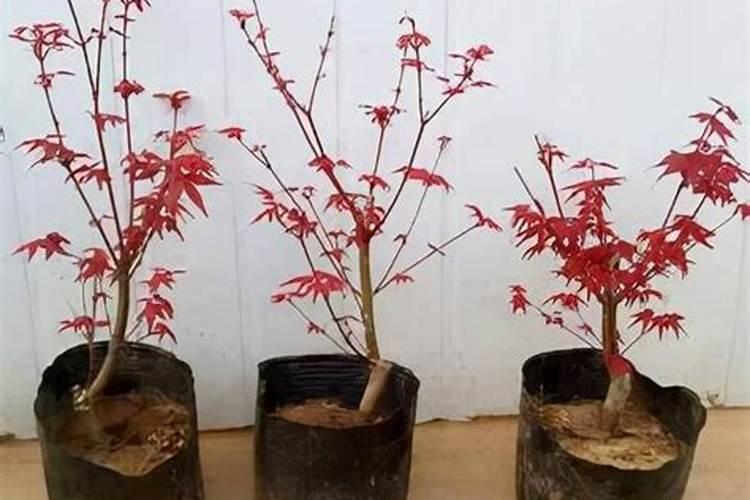 五角枫怎么施肥