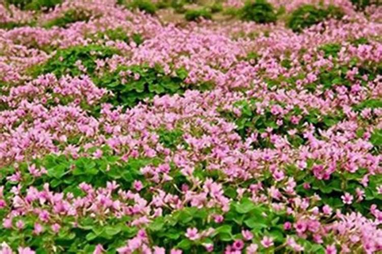 红三叶草的植物种植