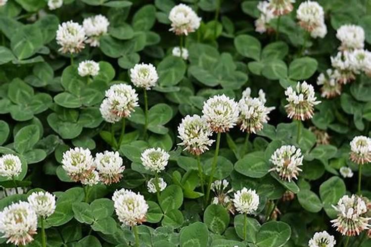 白三叶草固氮效果