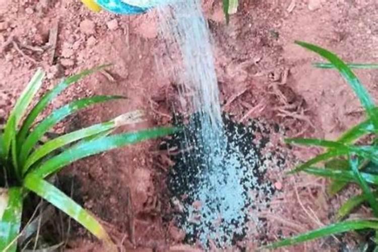 复合肥放入土内多久后才可以种菜