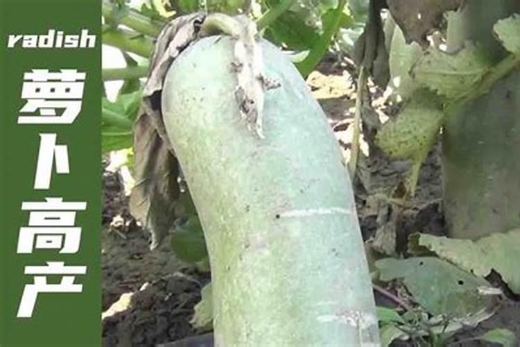 种植萝卜如何施硼肥？施硼肥都有哪些好处呢？