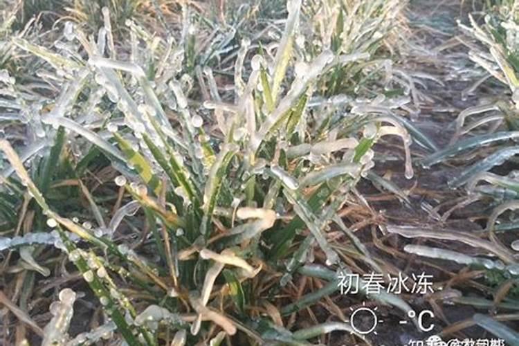 小麦受冻严重怎么补救