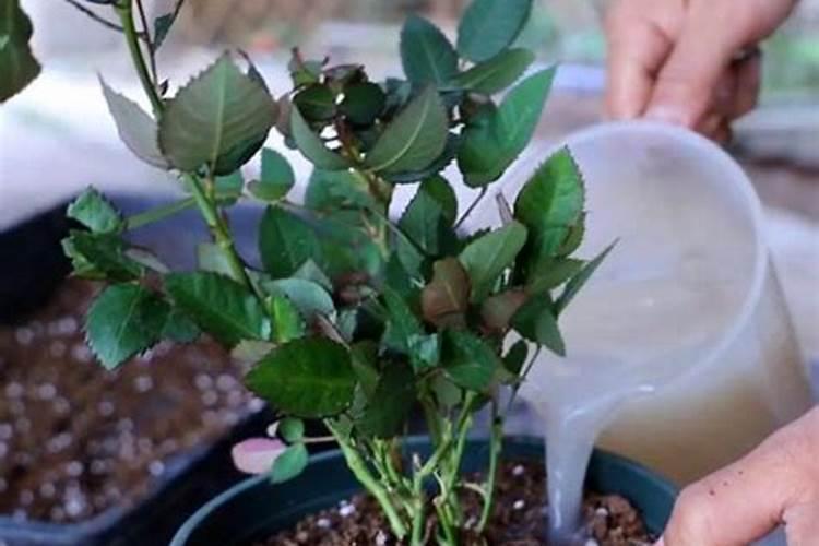 月季夏季施肥时间和方法