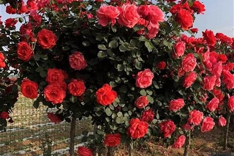 树桩月季种植方法
