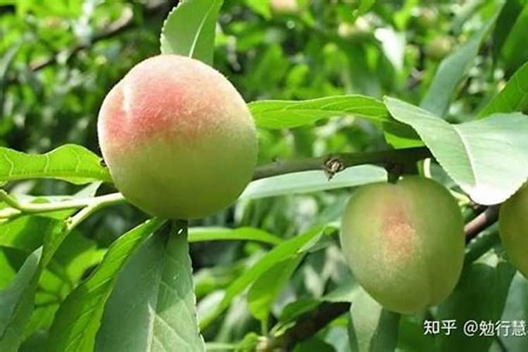 桃树叶面肥如何用磷酸二氢钾