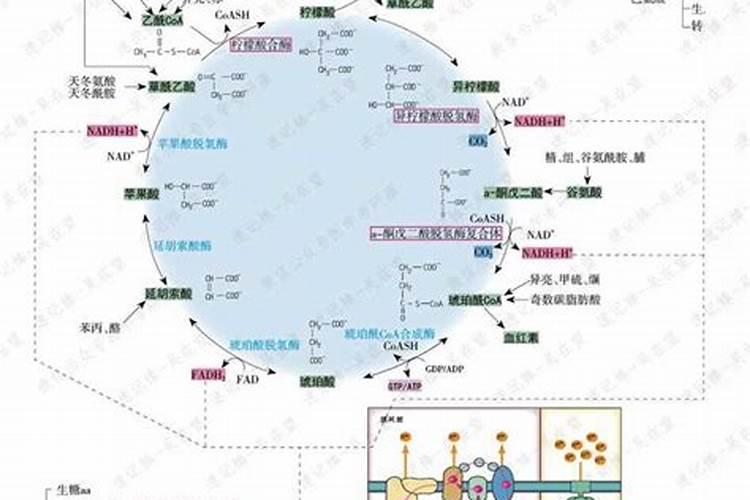氨基酸原粉和尿素的区