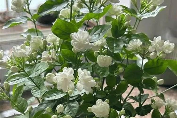 盆栽茉莉花怎么施肥