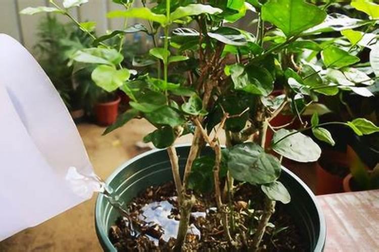 茉莉花怎么养才能爆盆 茉莉花怎么养才能够爆盆