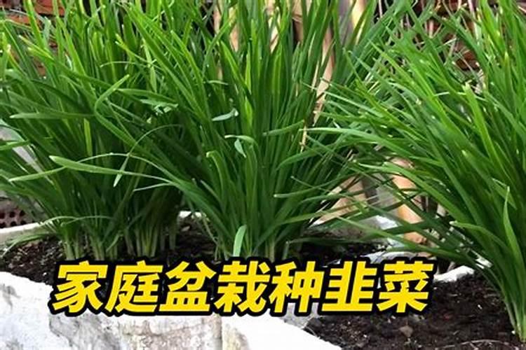 大葱、大蒜和韭菜最怕什么肥料？这3种肥料别乱用,否则干尖黄叶