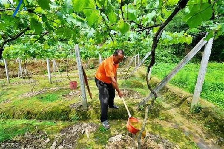 葡萄施肥方法及注意事项 葡萄怎么施肥方法及注意事项