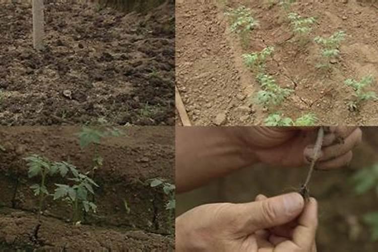 大棚西红柿磷过量了怎么办