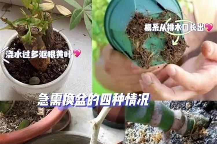 刚买的长寿花怎么缓苗 需要注意哪些问题