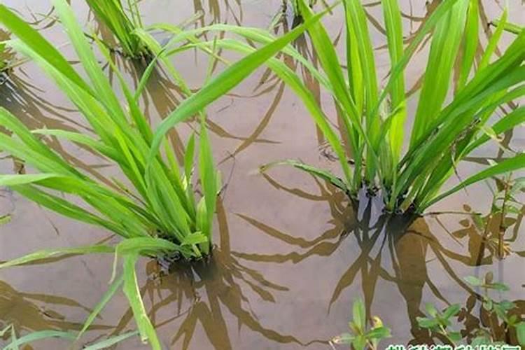 水稻受草甘膦药害已经萎缩了还能补救过来吗