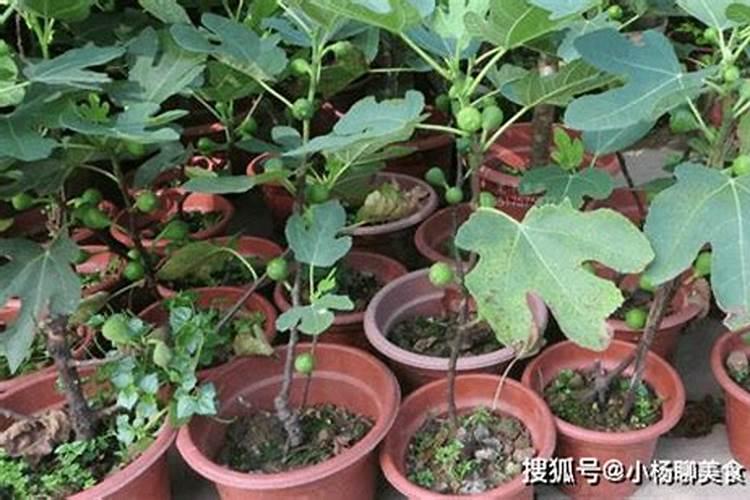 无花果结果期间施什么肥