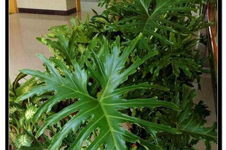 喜林芋的养殖方法