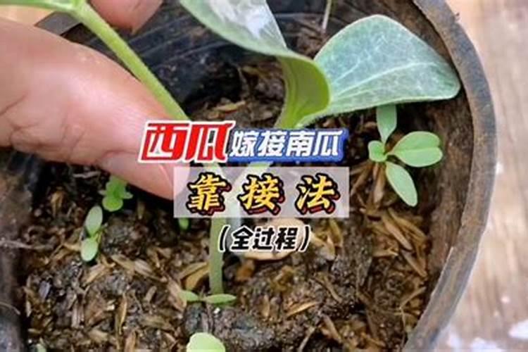 西瓜幼苗用什么肥料