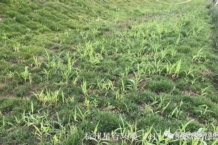 早熟禾要大量追肥吗？