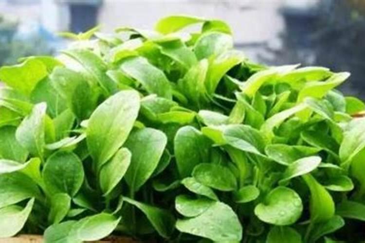 樱桃树八月份施什么肥