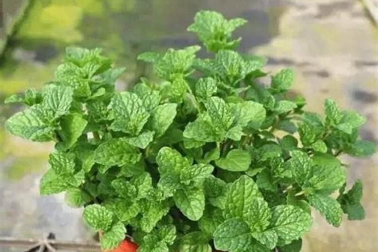 如何给薄荷施肥