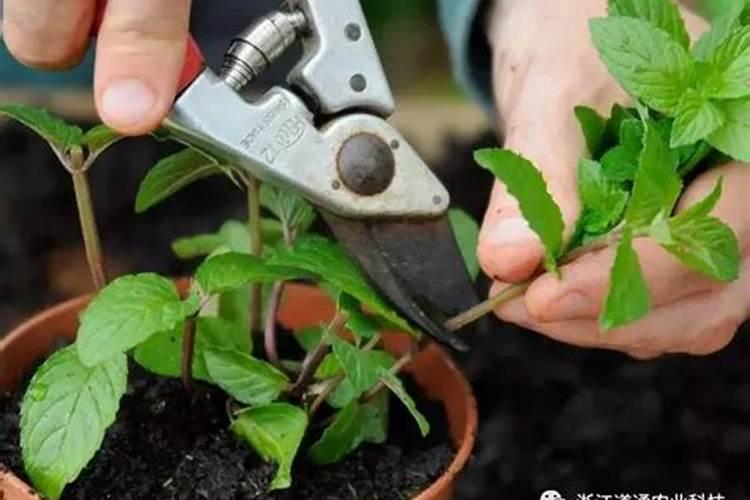 如何给薄荷施肥