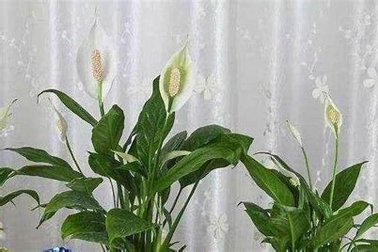 白掌用什么肥料最好