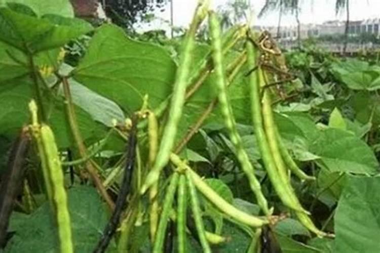 在咱们家里,什么东西算是氮肥呀