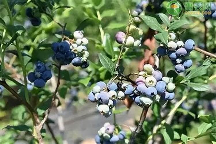 蓝莓用什么肥料
