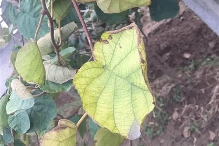 猕猴桃缺锰的典型症状是什么？