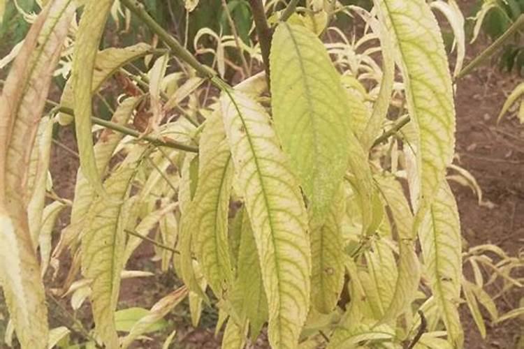 桃树黄叶病治疗法。怎样做才能治好黄叶的桃树。就现在时间。用什么方...