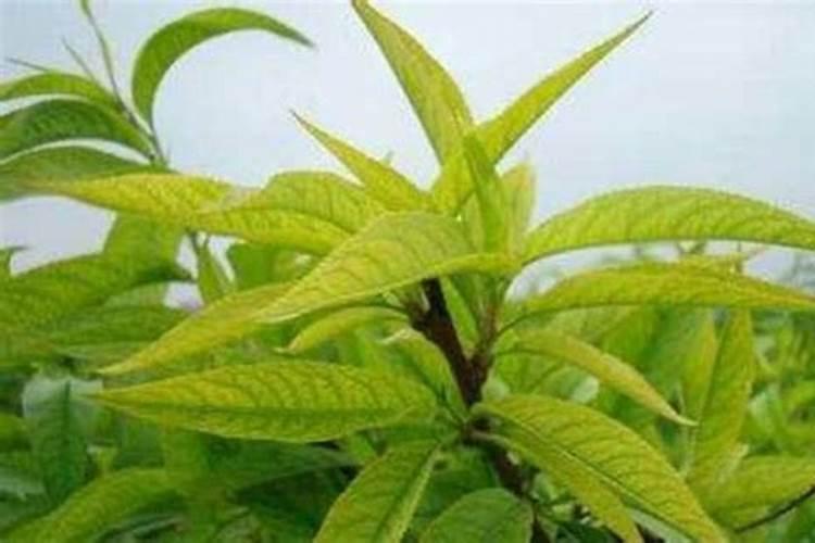 桃树黄叶病怎么治