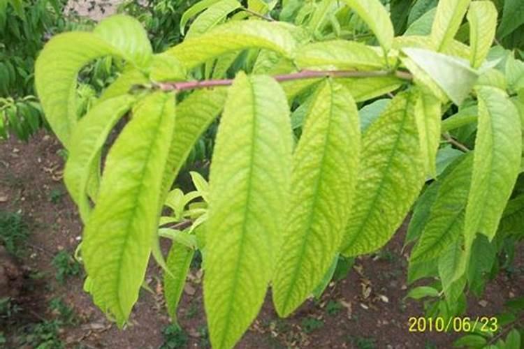 桃树黄叶病,有没有好的解决方法？