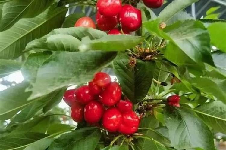 二至3年樱桃树如何施肥