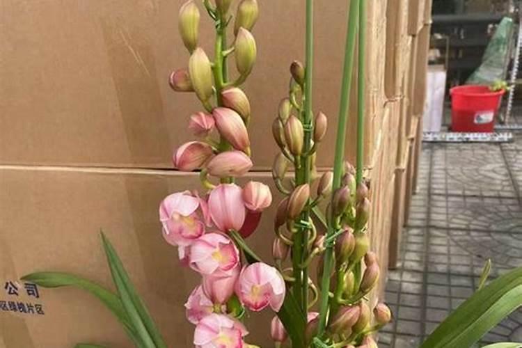 大花蕙兰怎么施肥