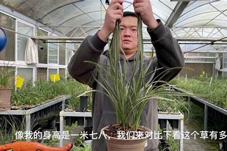 大花蕙兰怎么施肥