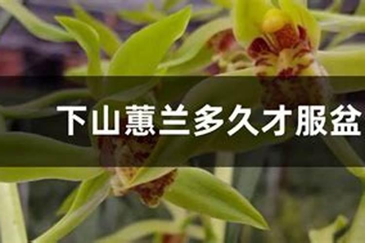 大花蕙兰怎么施肥