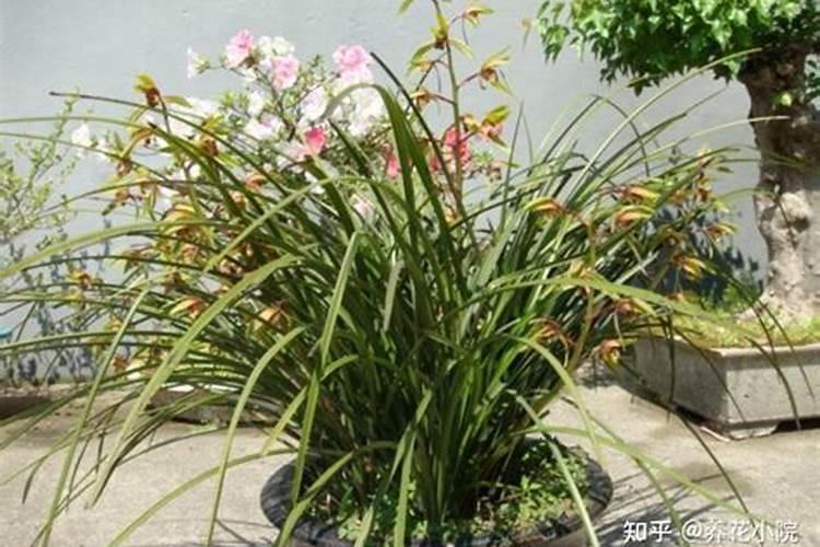 大花蕙兰花期如何护理