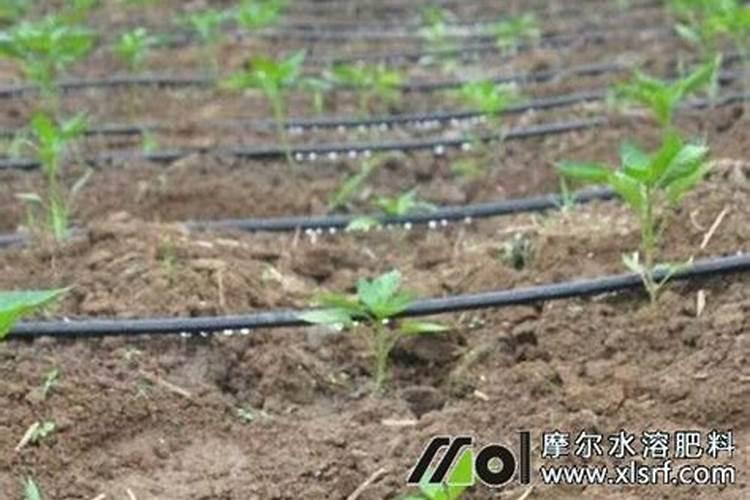 有机水溶肥料叶面肥喷施时加点磷酸二氢钾行不行