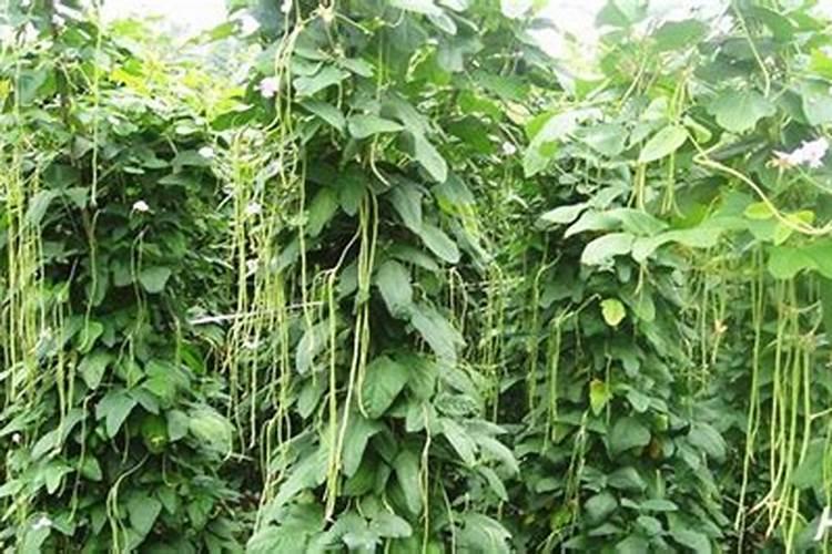 碳酸氢铵使用的方法