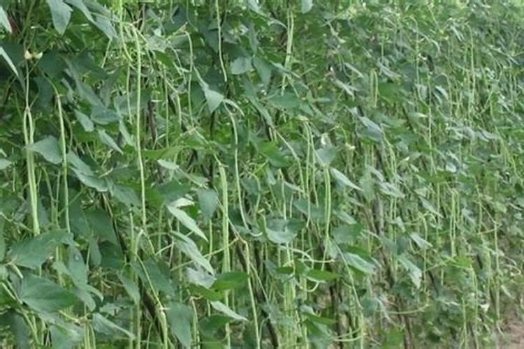 豇豆的高产施肥方法