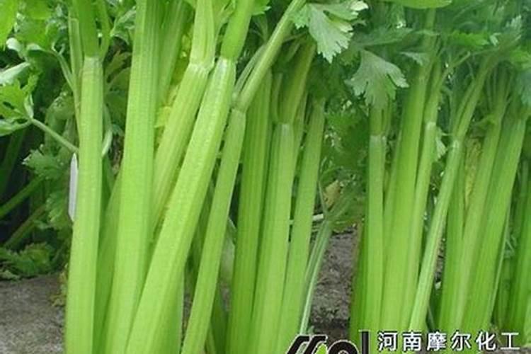 喷什么叶面肥芹菜长得快