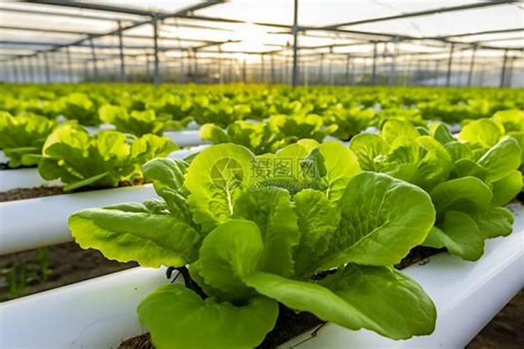 种青菜如何正确施肥