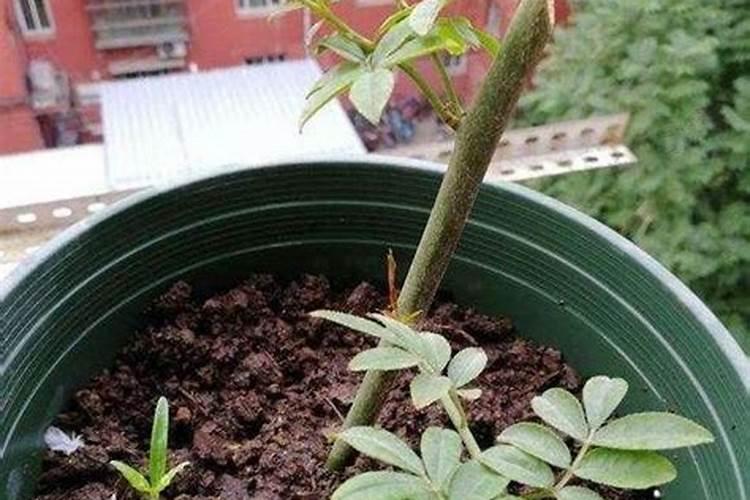 甜蜜红木香的养殖方法和注意事项