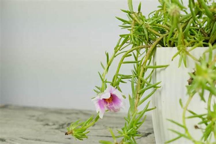 新栽的太阳花多久可以施肥吗