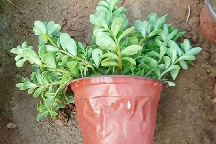 太阳花种子出的小苗可以施肥吗