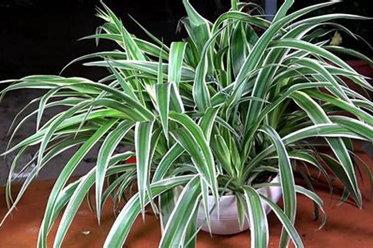 金鱼吊兰自制肥方法,4个步骤施肥促使生长茂盛