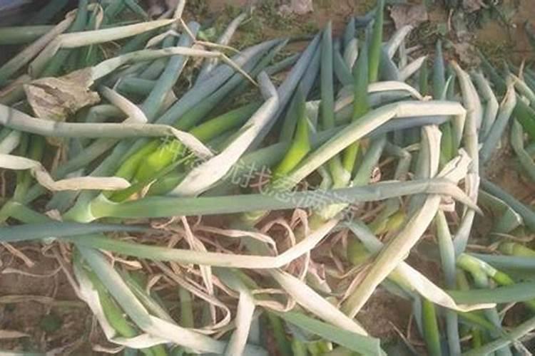 菠菜叶面肥大葱能用吗
