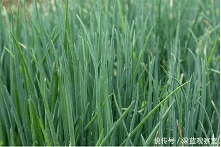 大葱施用叶面肥的方法和优点有哪些