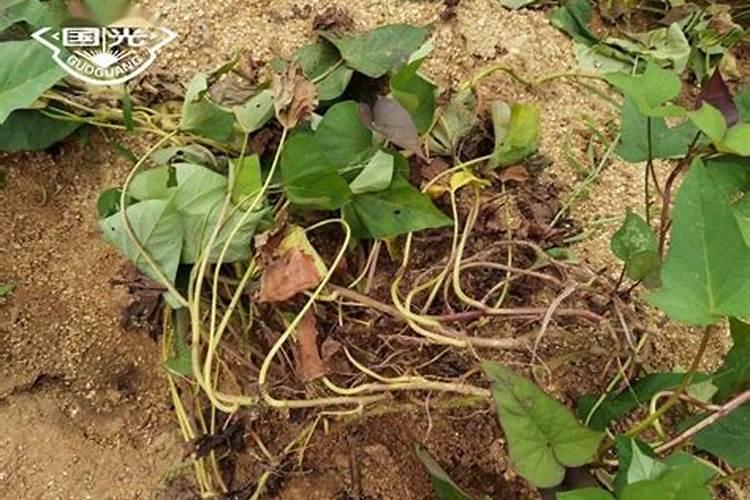 十二元素叶面肥能喷红薯叶吗？