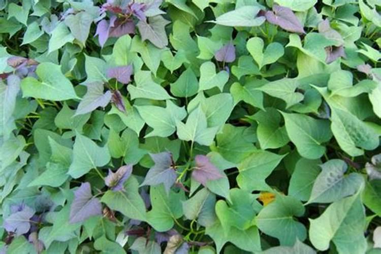 盆栽红薯叶子发黄怎么办